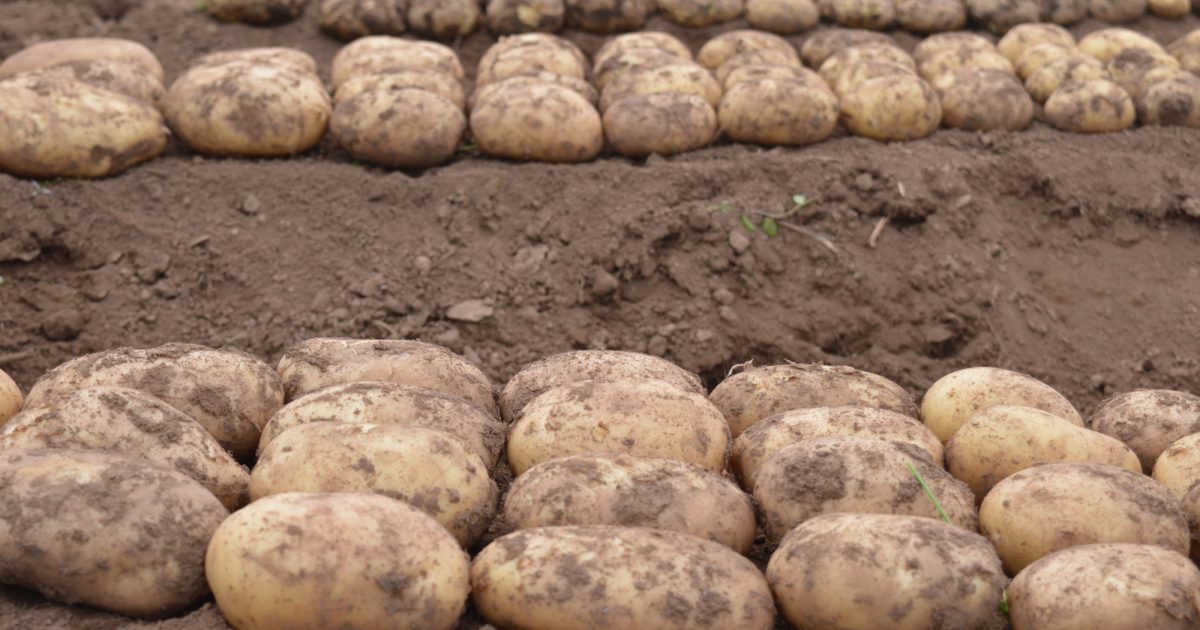 OpenGraph Image for A webinar to mark International Day of Potato
