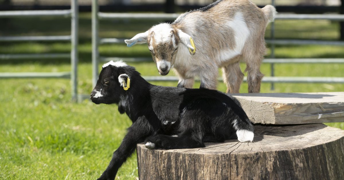OpenGraph Image for Youngsters asked to name new baby goats