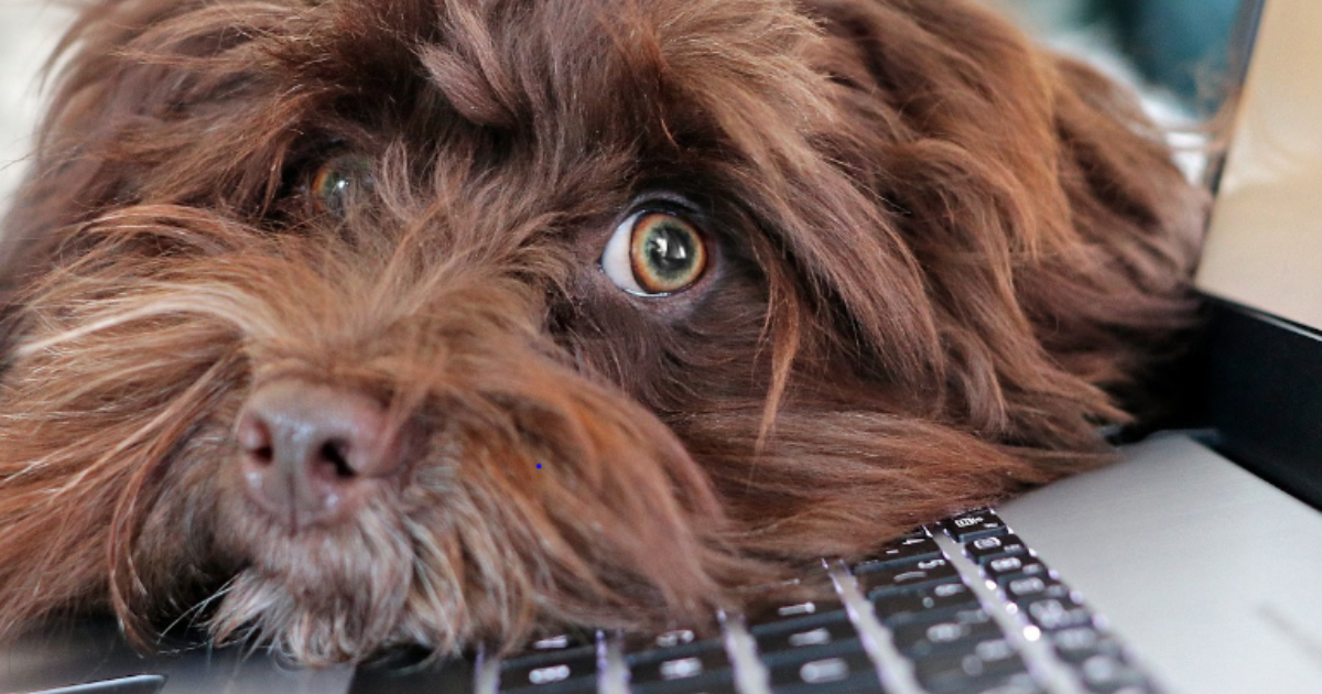 OpenGraph Image for Aberdeenshire Libraries’ successful Dog-friendly Saturday scheme is extended