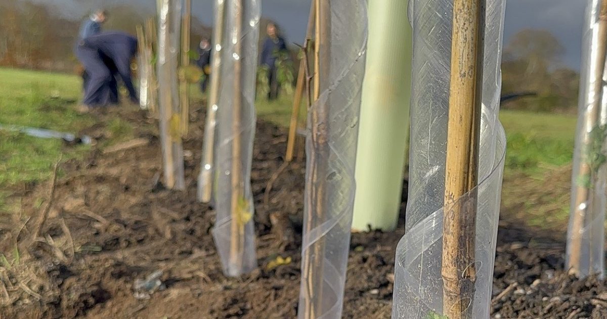 OpenGraph Image for Connecting the woodlands of Aden Country Park for biodiversity and wildlife conservation