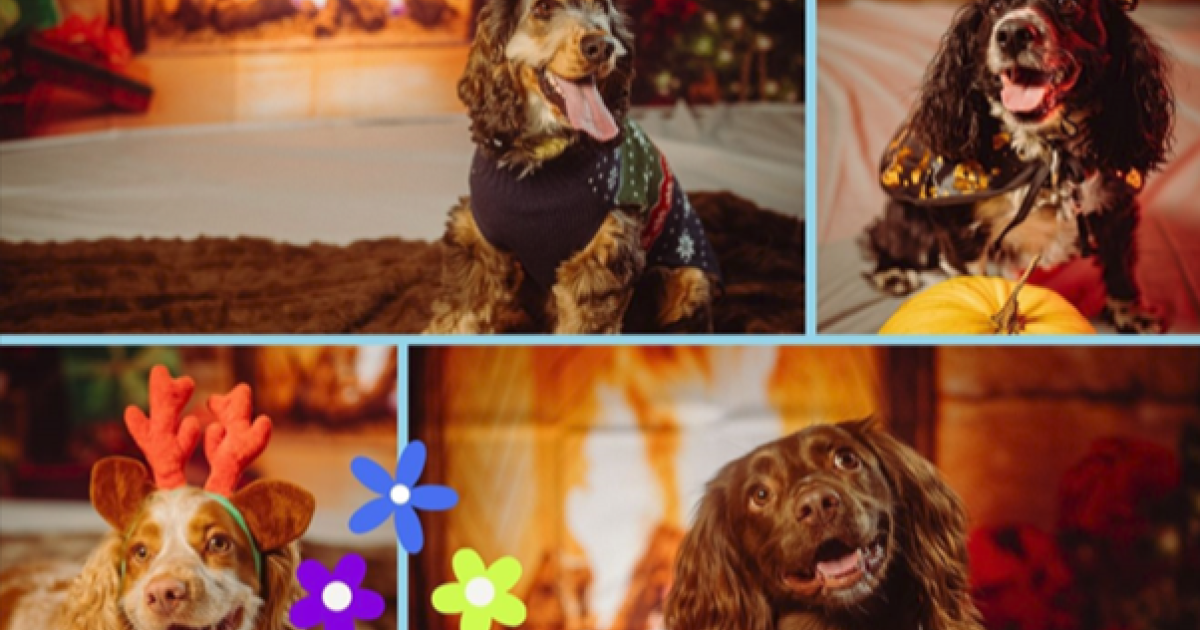 OpenGraph Image for Spring pet photoshoot at Aloft Aberdeen TECA