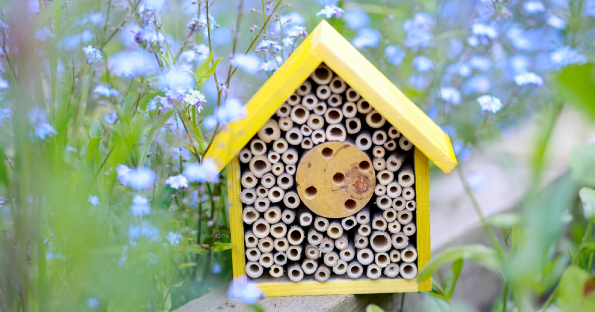 OpenGraph Image for Dandara joins Homes for Nature pledge