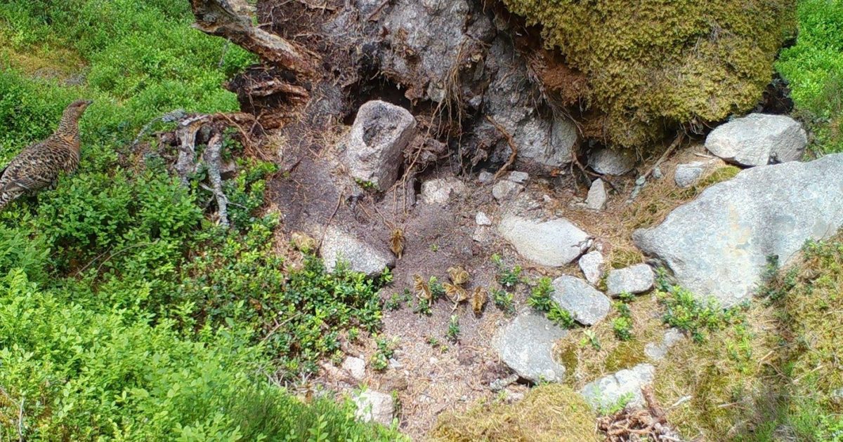 OpenGraph Image for Feeding technique gives capercaillies ‘breeding’ room