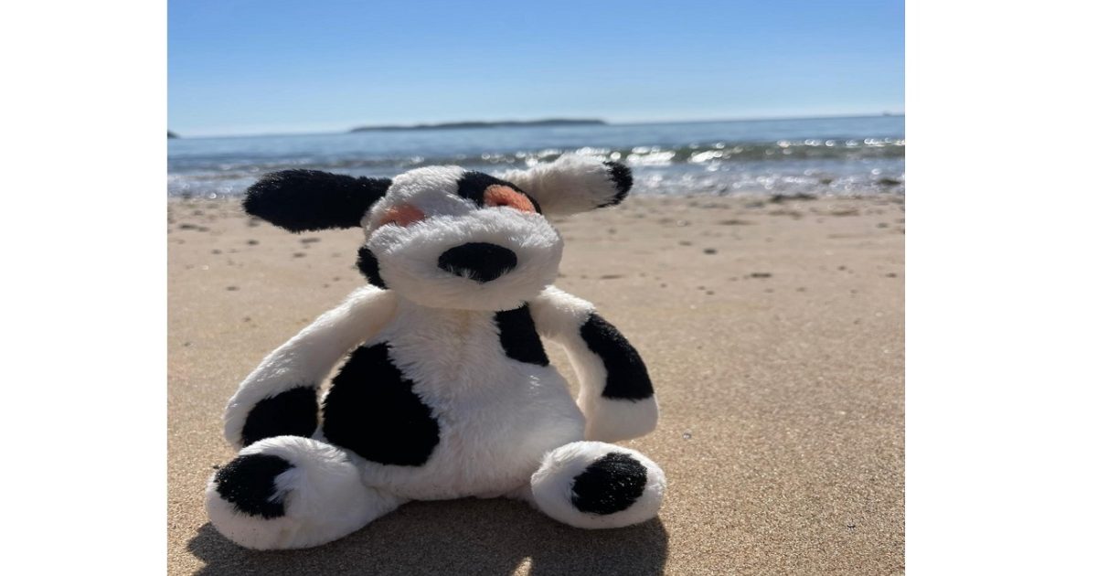 OpenGraph Image for The beach is calling for Charlie House sandwalkers