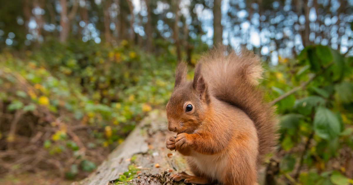 OpenGraph Image for Plea not to leave food out for squirrels as it’s attracting rats