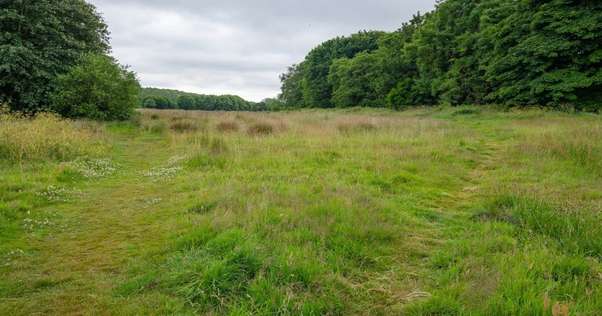 OpenGraph Image for New trees to be planted at Dyce