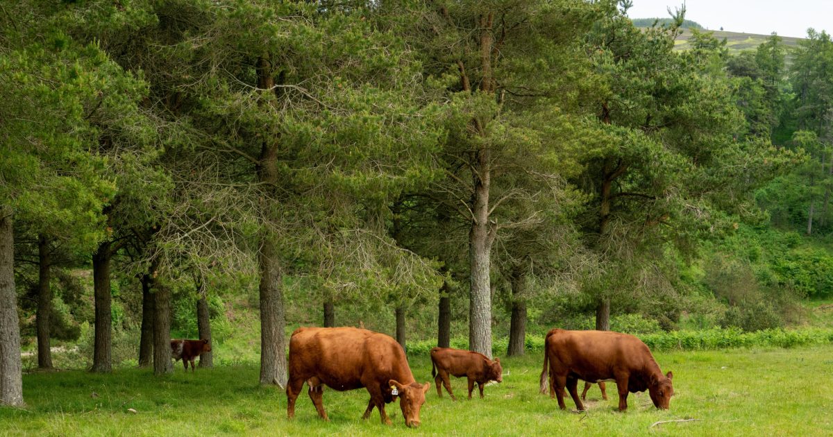 OpenGraph Image for The growing case for trees on farms