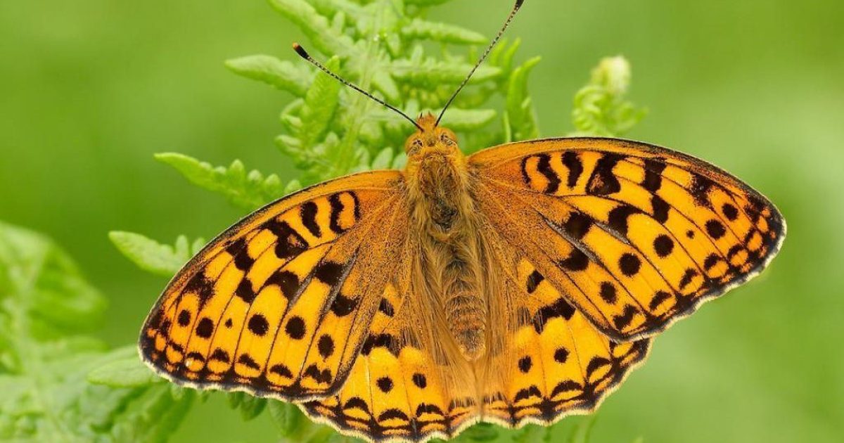 OpenGraph Image for Trial to control bracken brings benefits for the UK’s most endangered butterfly