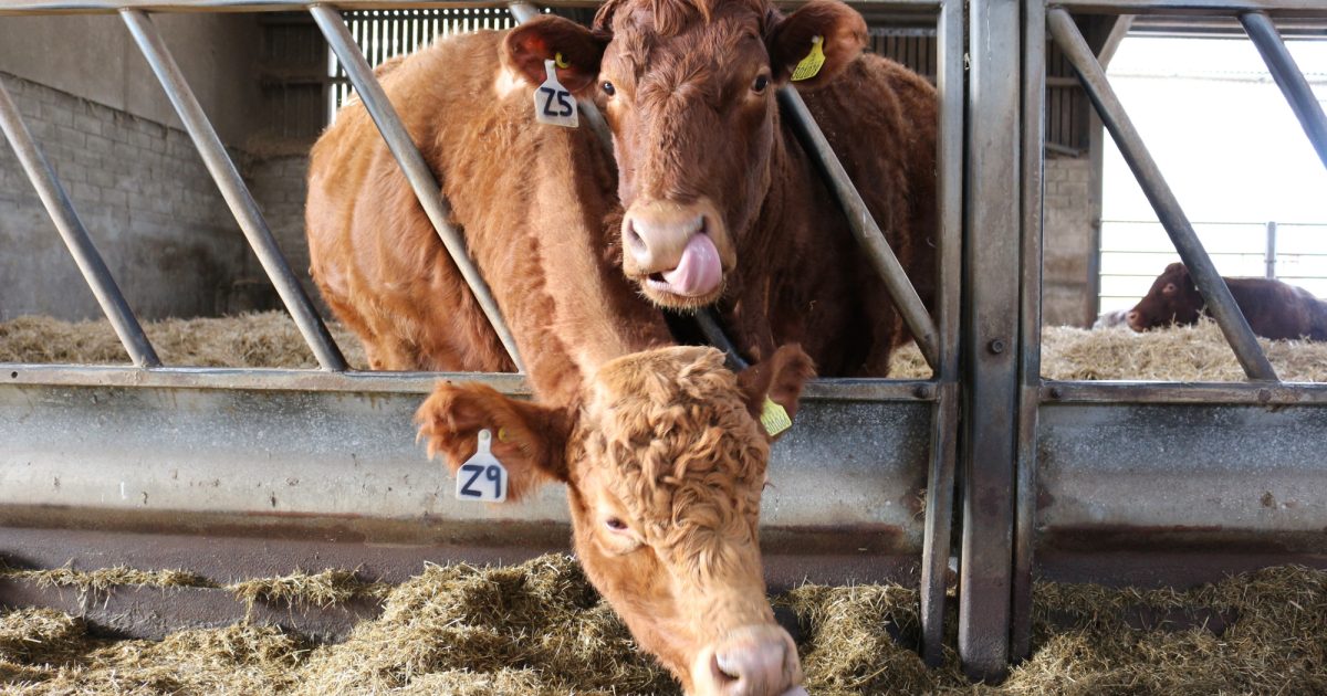 OpenGraph Image for New study reveals that beef, lamb, milk and eggs are most vulnerable to lab-grown competition