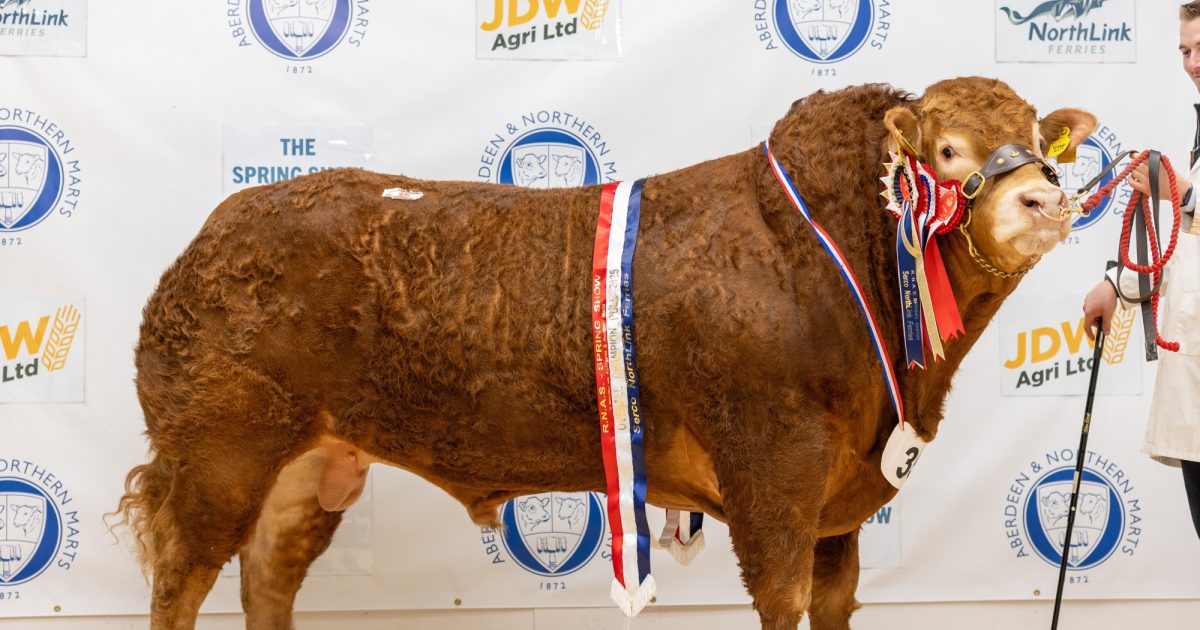 OpenGraph Image for Bonnykelly upperclass tops bull sale at 16,000gns