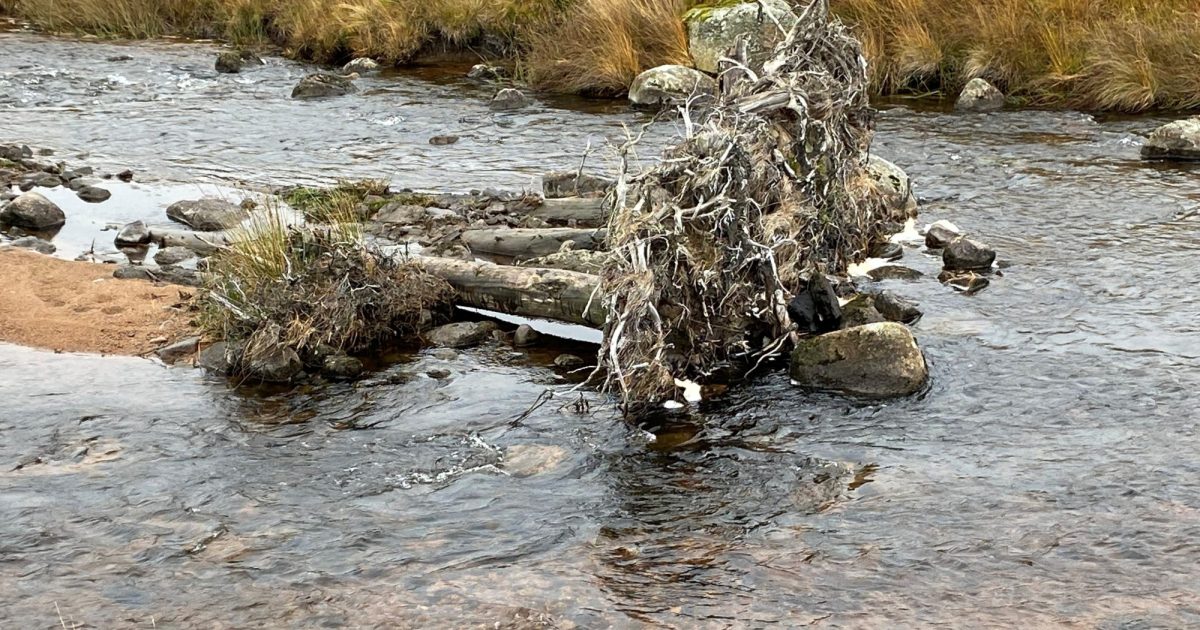 OpenGraph Image for Benefits of trees for biodiversity