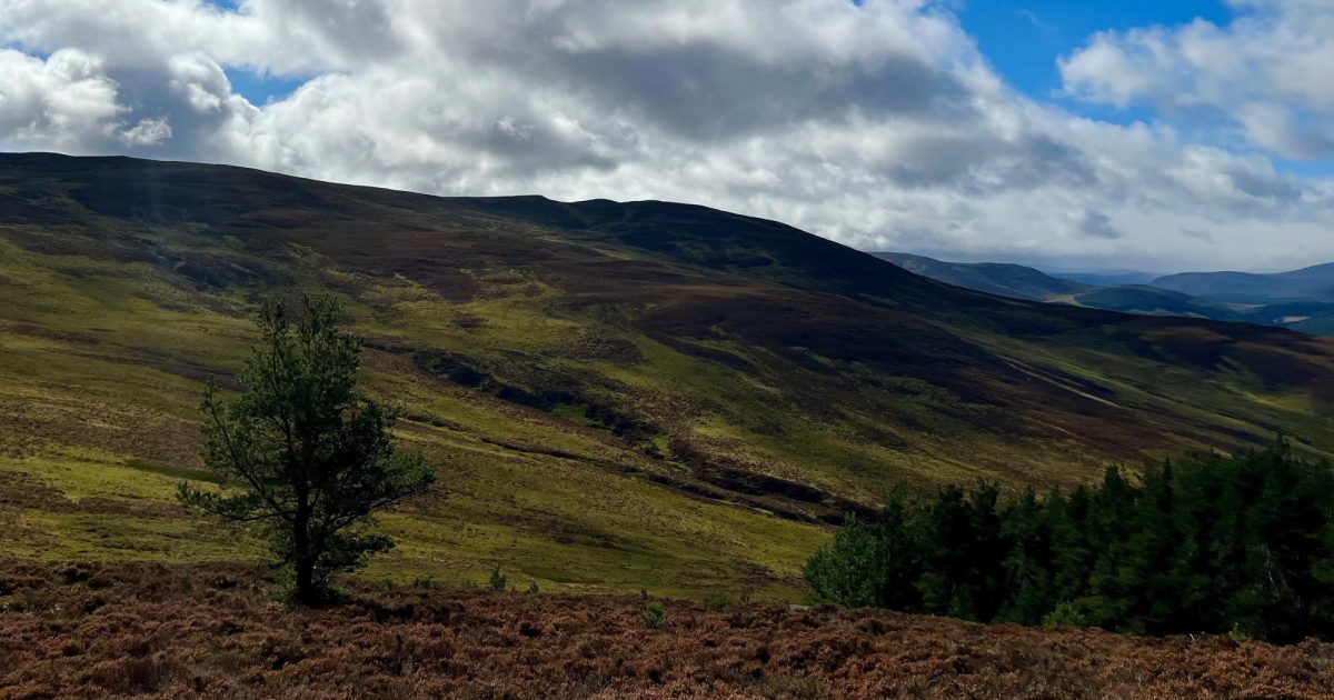 OpenGraph Image for Natural tree colonisation may not always produce carbon capture benefits