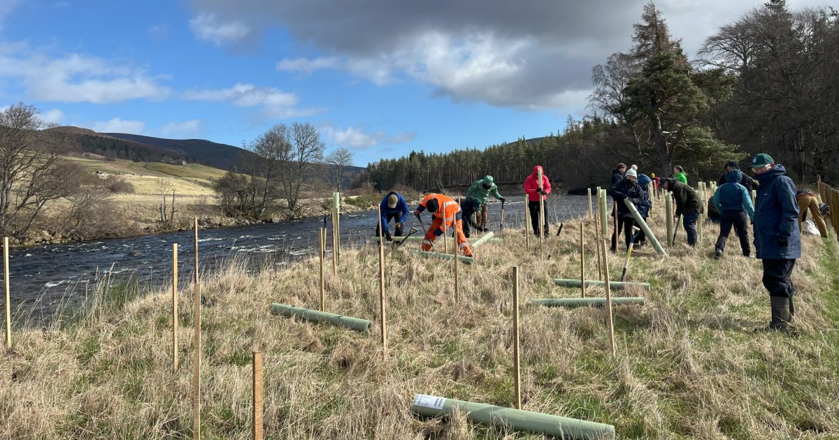 OpenGraph Image for Win a tree-planting team building day for your team