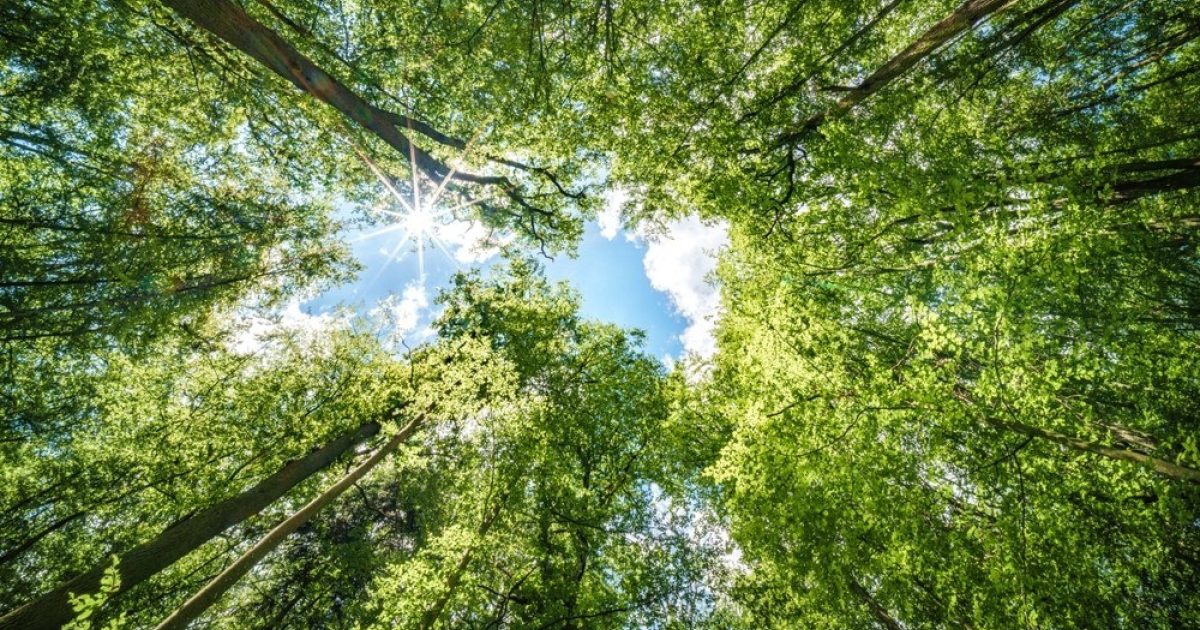 OpenGraph Image for Green shoots of recovery begin to show as post-Arwen tree-planting continues in Aberdeenshire