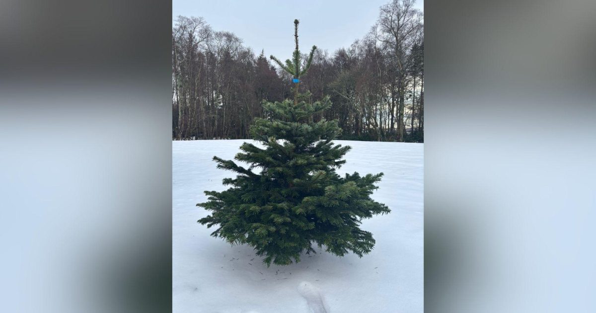 OpenGraph Image for House of Elrick launches Christmas tree delivery and curated drinks