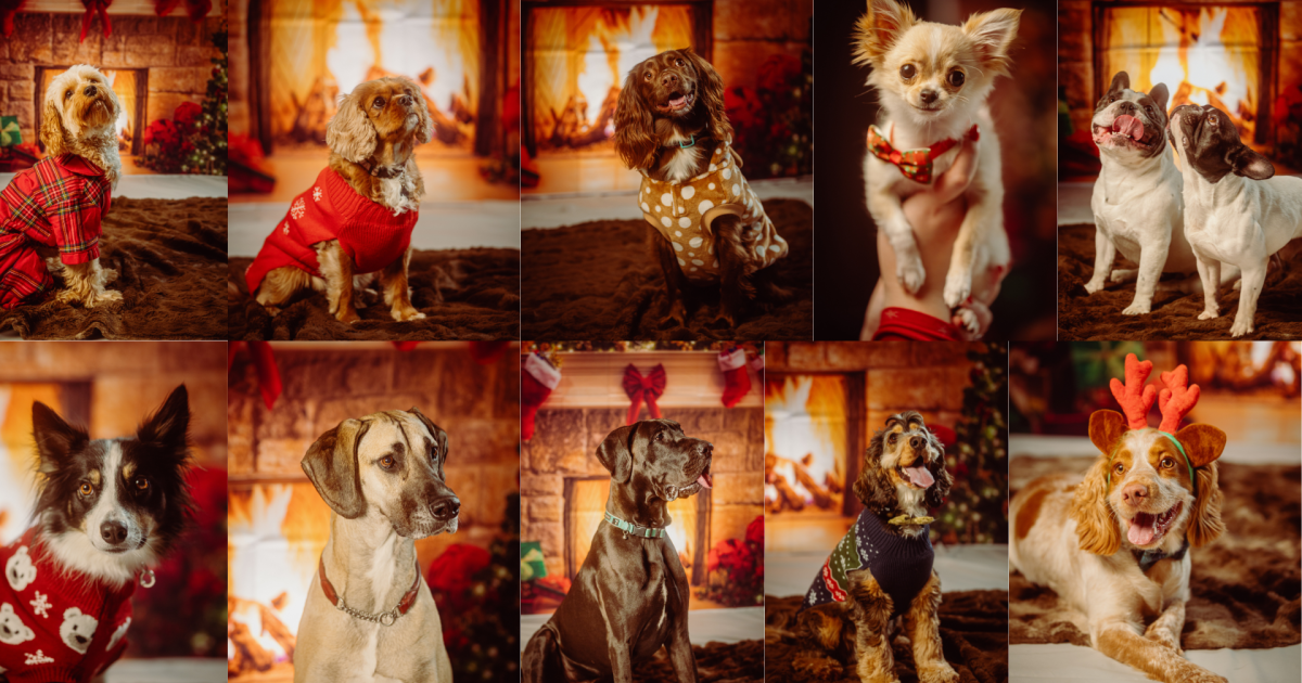 OpenGraph Image for Bookings now open for Aloft Aberdeen TECA’s Festive Pet Photoshoot