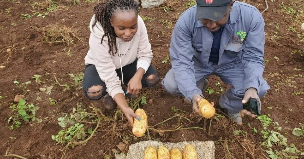 OpenGraph Image for Potatoes bred at The James Hutton Institute will help to battle major pest in Kenya