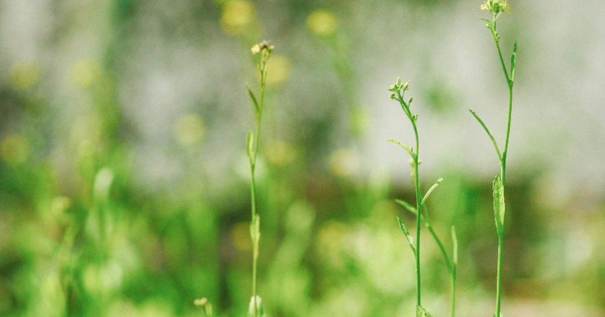 OpenGraph Image for The potential of oil-based cover crops to provide an alternative aviation fuel