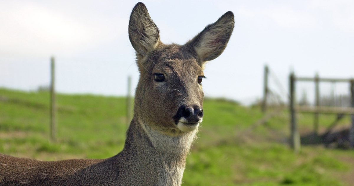 OpenGraph Image for Study into roe deer livers between 1998 and 2022 finds decline in legislated PFAS – but rise in replacement chemicals