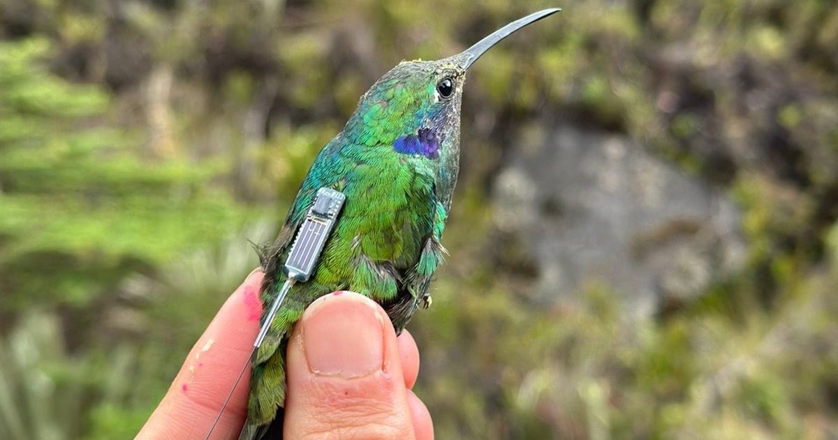 OpenGraph Image for Miniature tag offers unique insight into the movement of hummingbirds