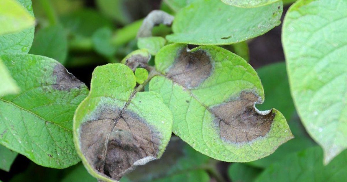 OpenGraph Image for Scientists warn farmers that disease-resistant varieties will be key for controlling late blight