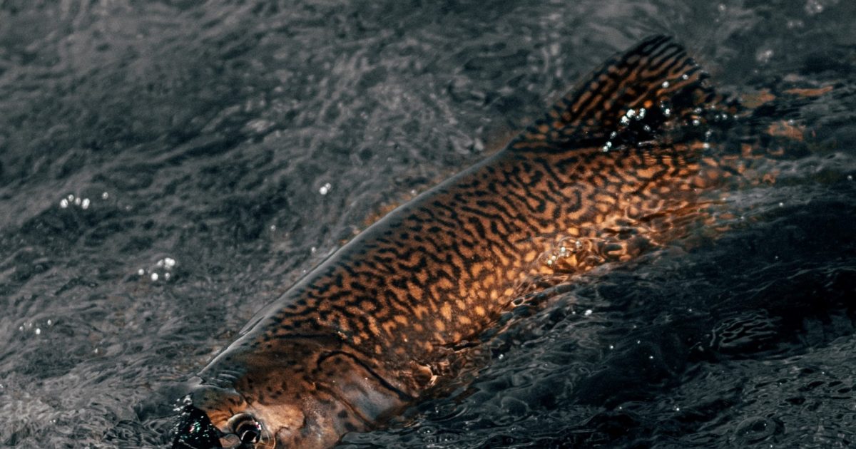 OpenGraph Image for Breakthrough in study of fish kidney disease related to climate change
