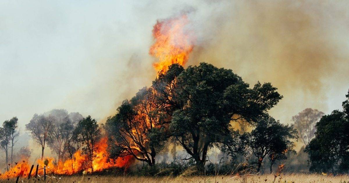 OpenGraph Image for Scientists in Scotland develop new method to understand wildfires past and present