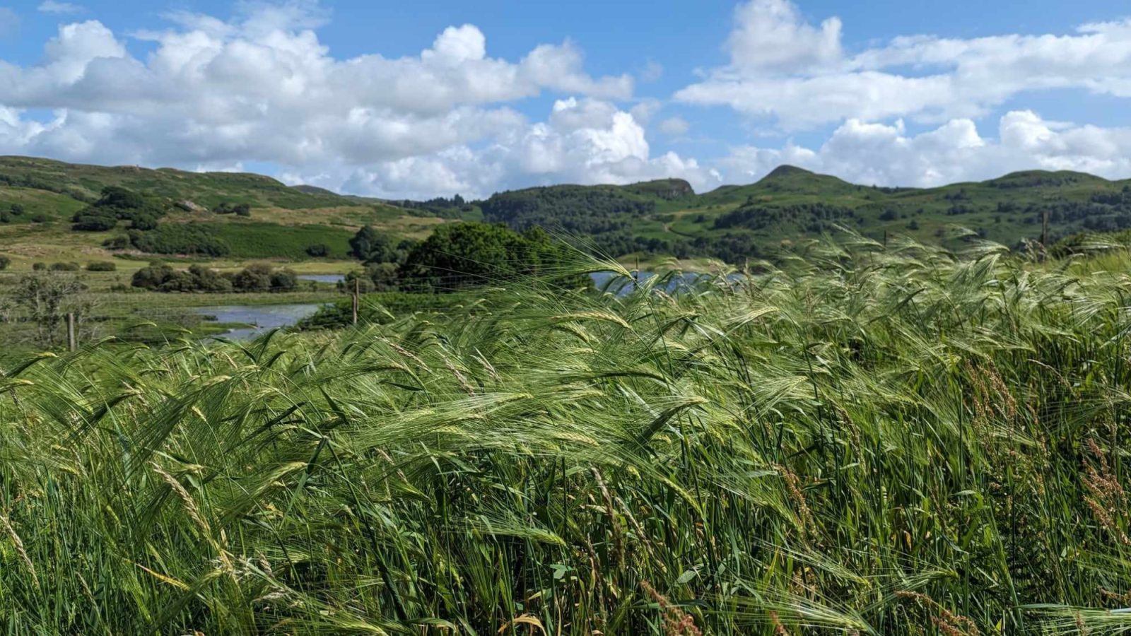 Call to join the Bere barley participatory network