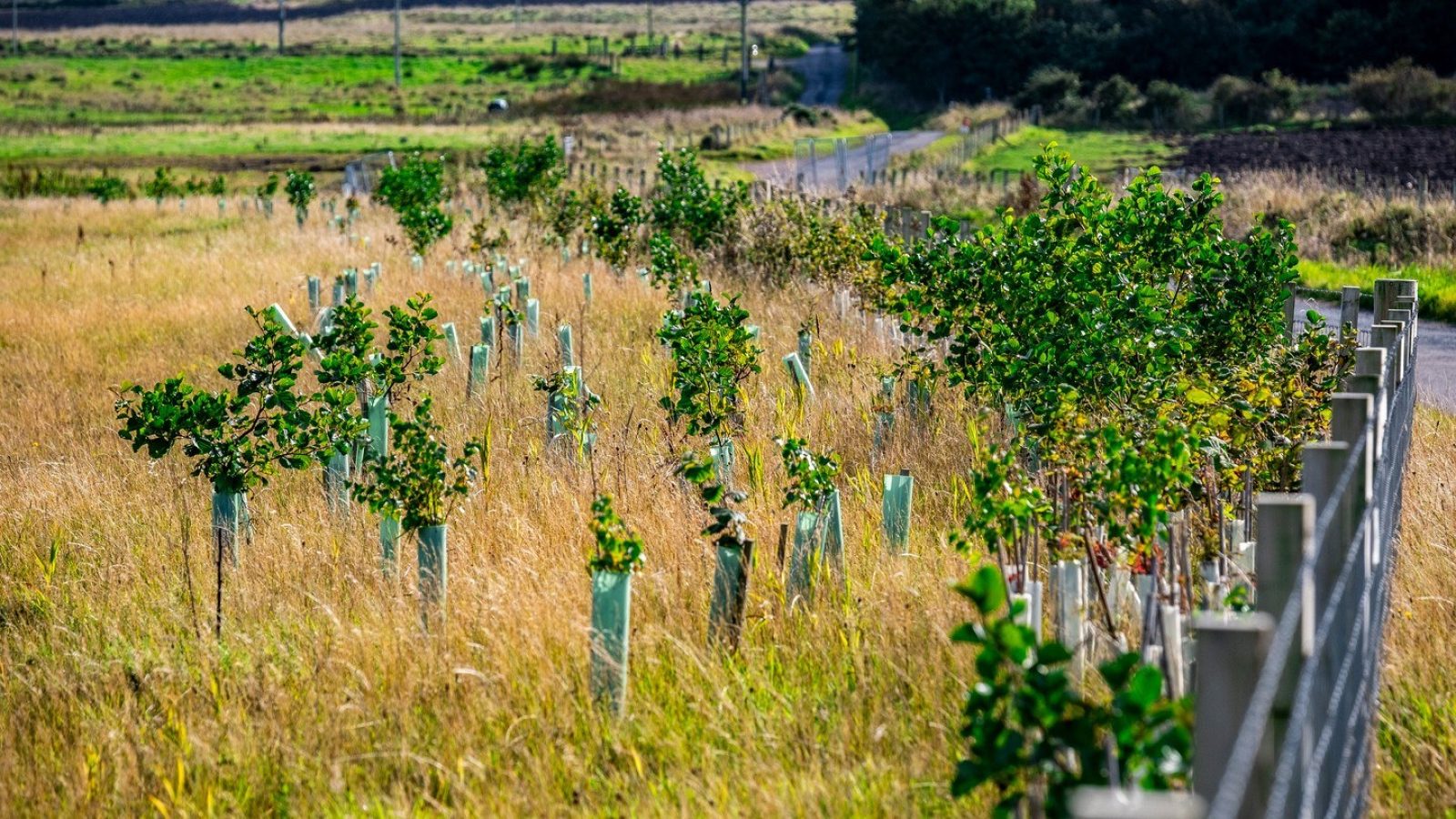 SSEN Transmission’s sustainability strategy recognised by global ‘It’s Now for Nature’ campaign