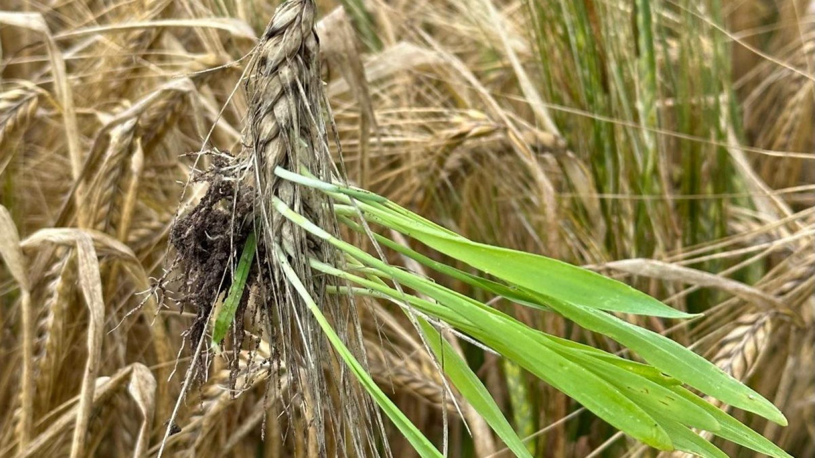 A new study reveals breakthrough in barley genetics