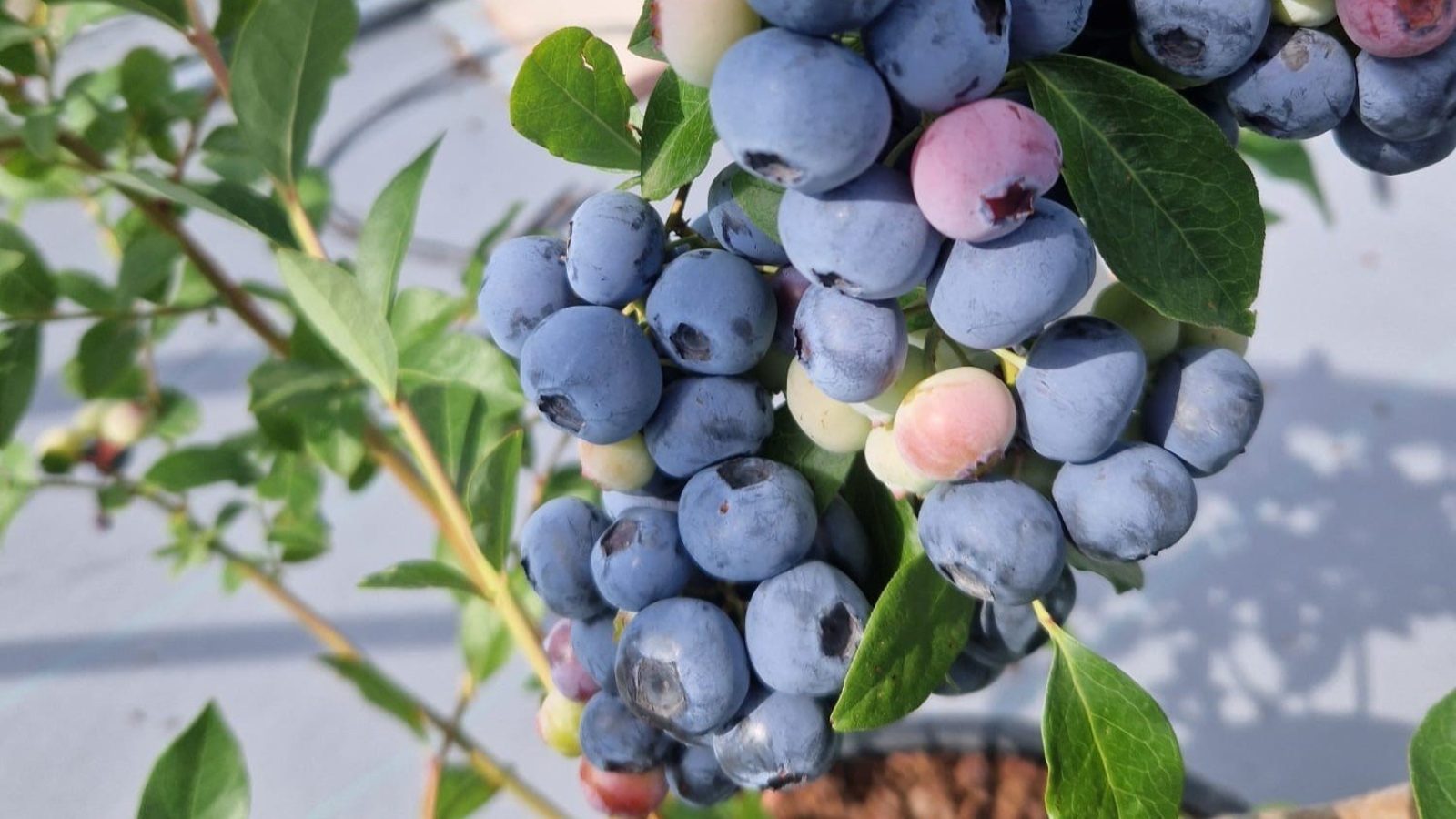 The James Hutton Institute introduces the first UK-bred blueberry