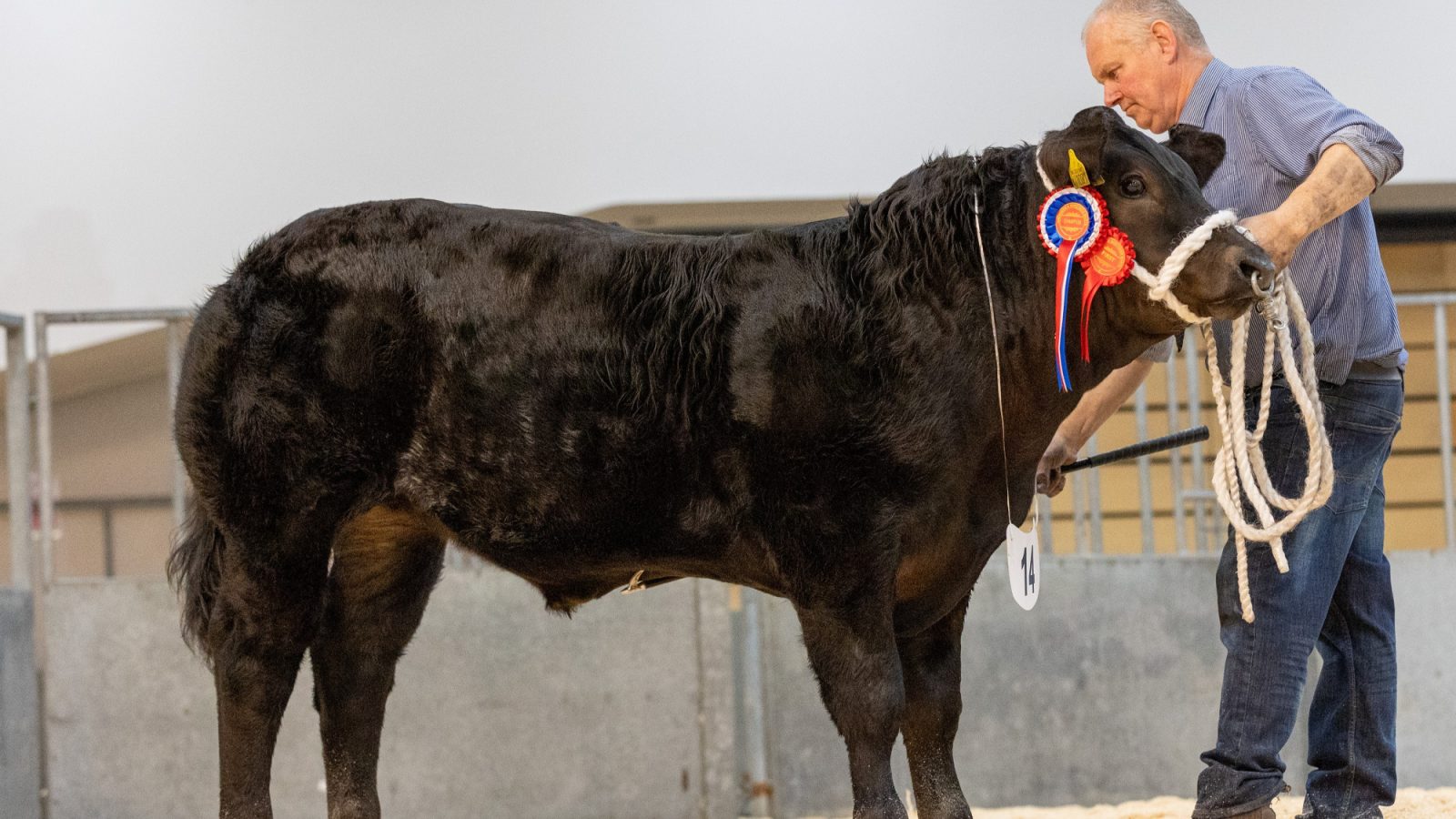 Spectacular show and sale sparkled with top price of £9,000 achieved at Thainstone