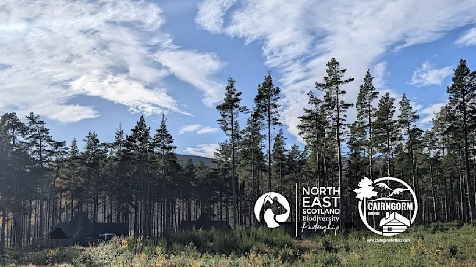 Cairngorm Bothies partners with NESBiP to offer ‘Gift from the Forest’ for biodiversity recovery