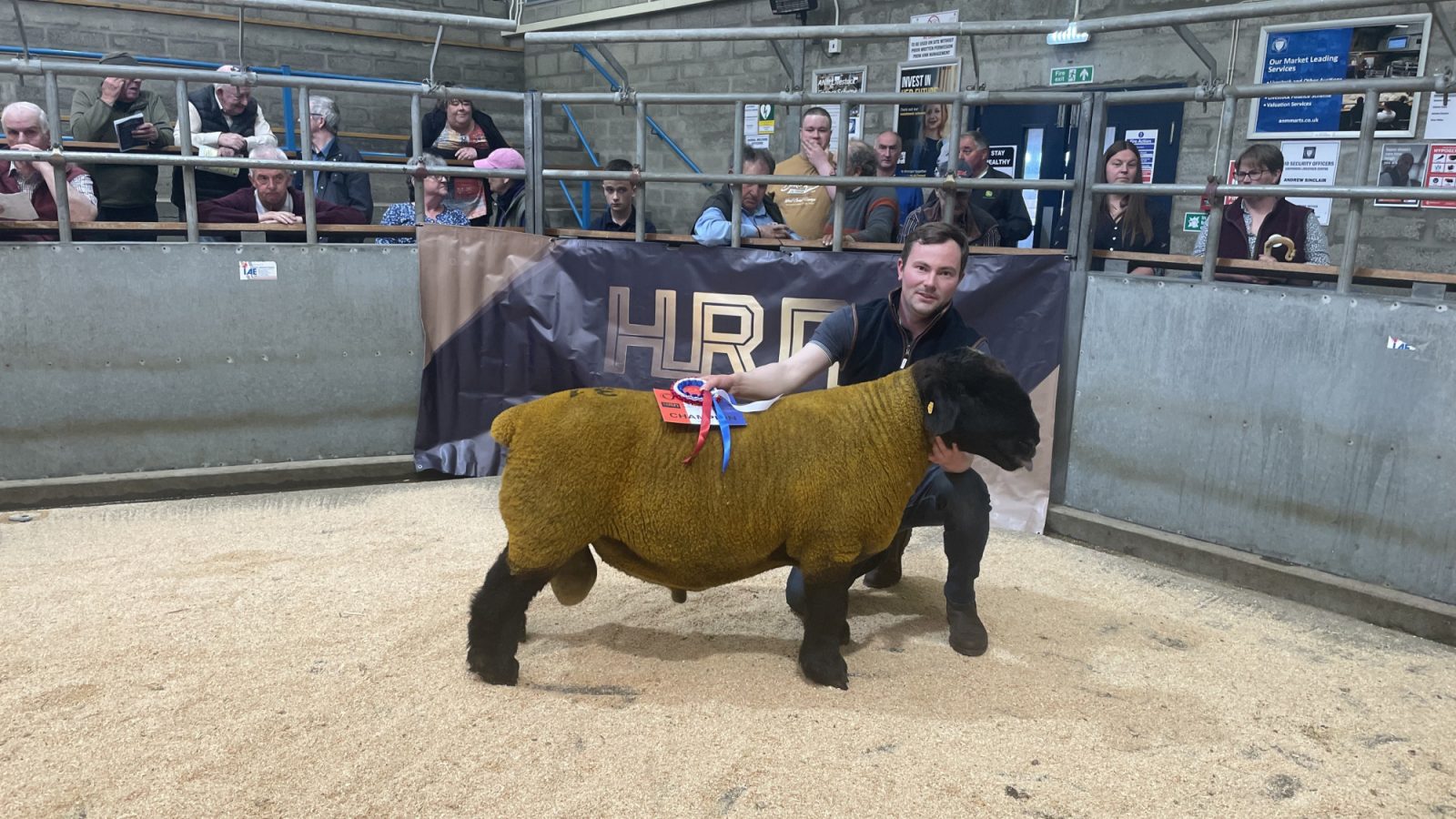 Record entry set for Caithness Ram Fair