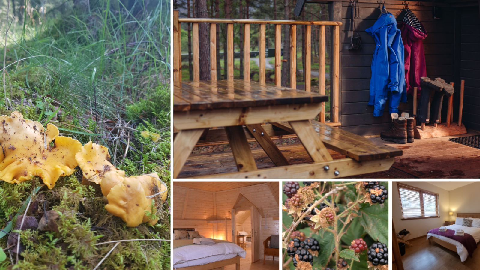 Cairngorm Bothies and Lodges: A perfect base for autumn foraging and walks