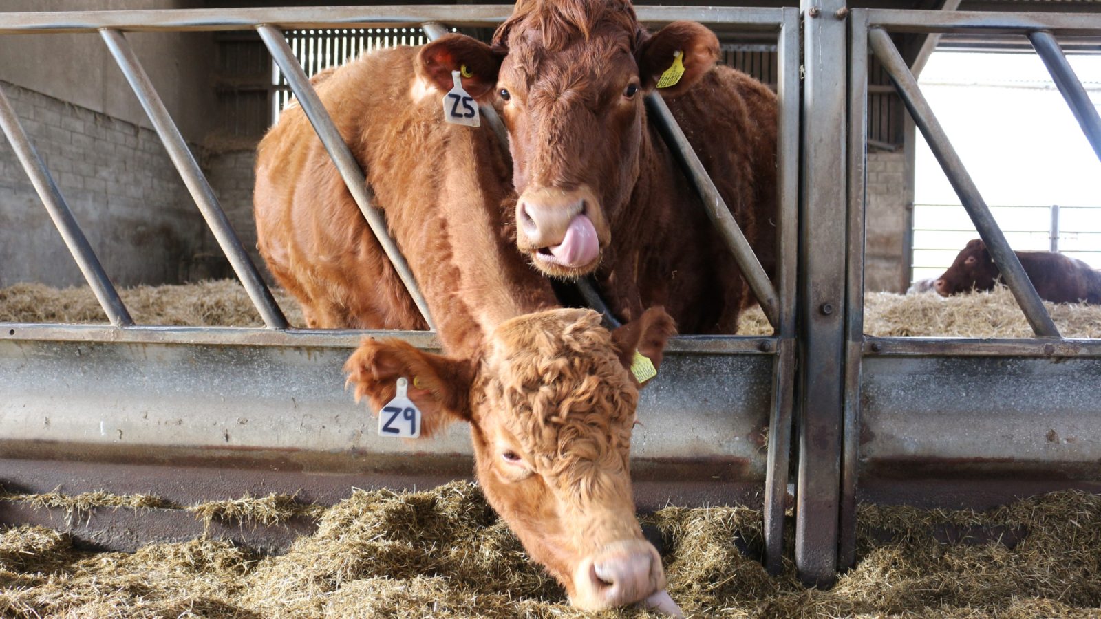 New study reveals that beef, lamb, milk and eggs are most vulnerable to lab-grown competition
