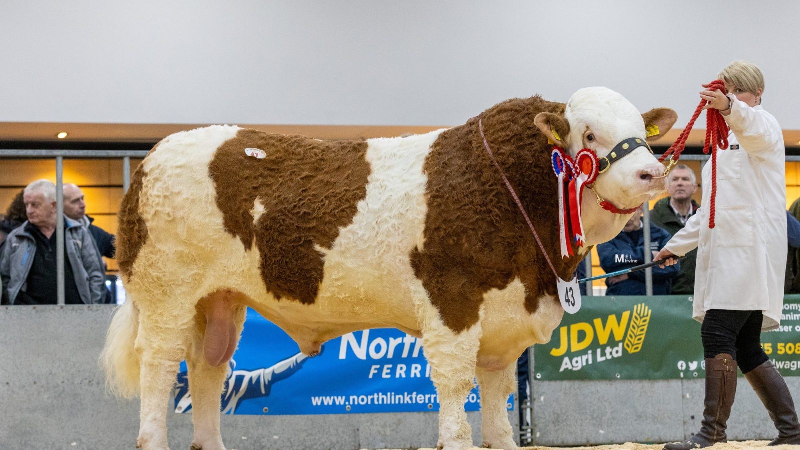 Islavale Ringo leads bull sale at 13,000gns