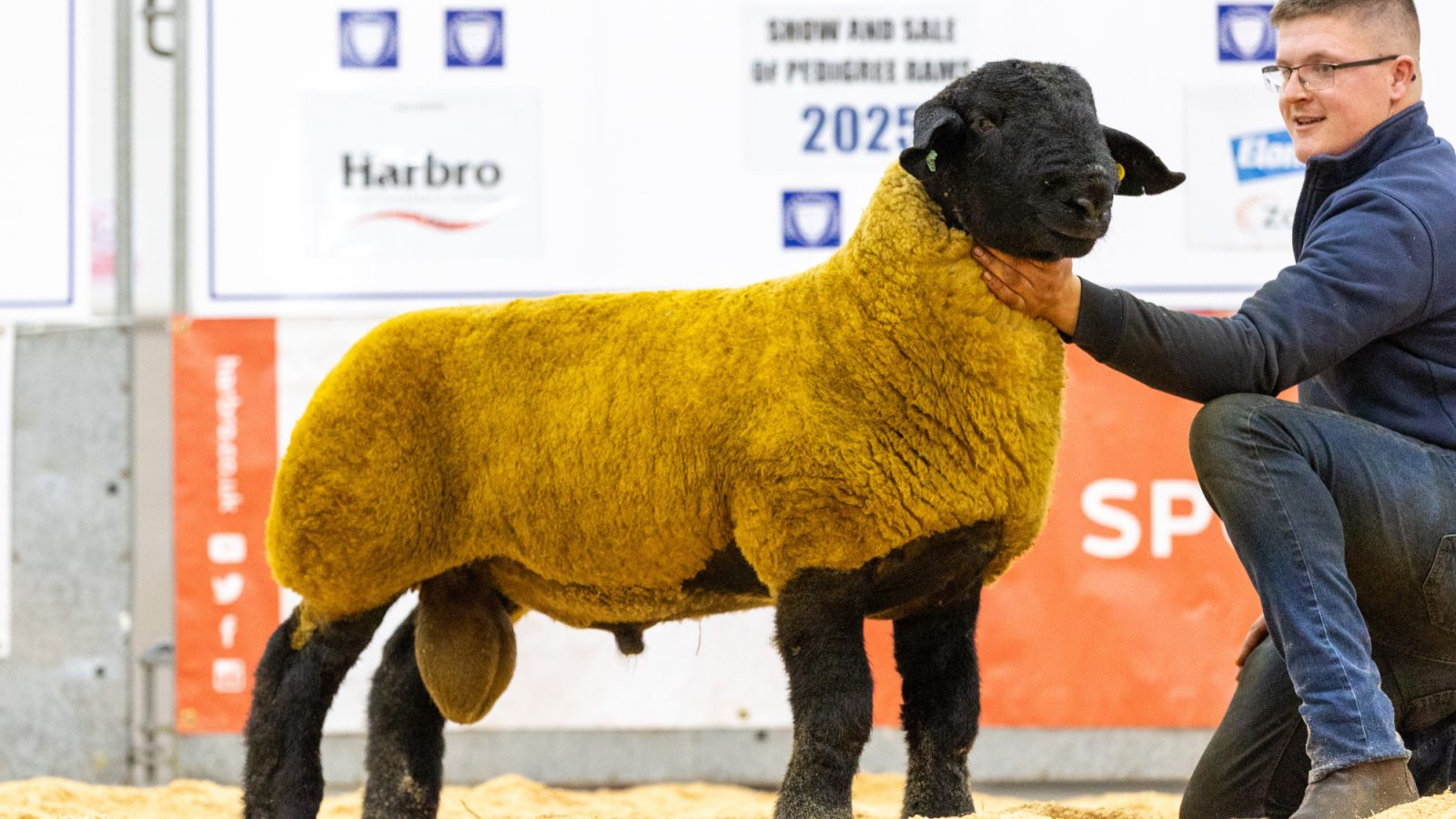 Record averages achieved at Thainstone pedigree rams