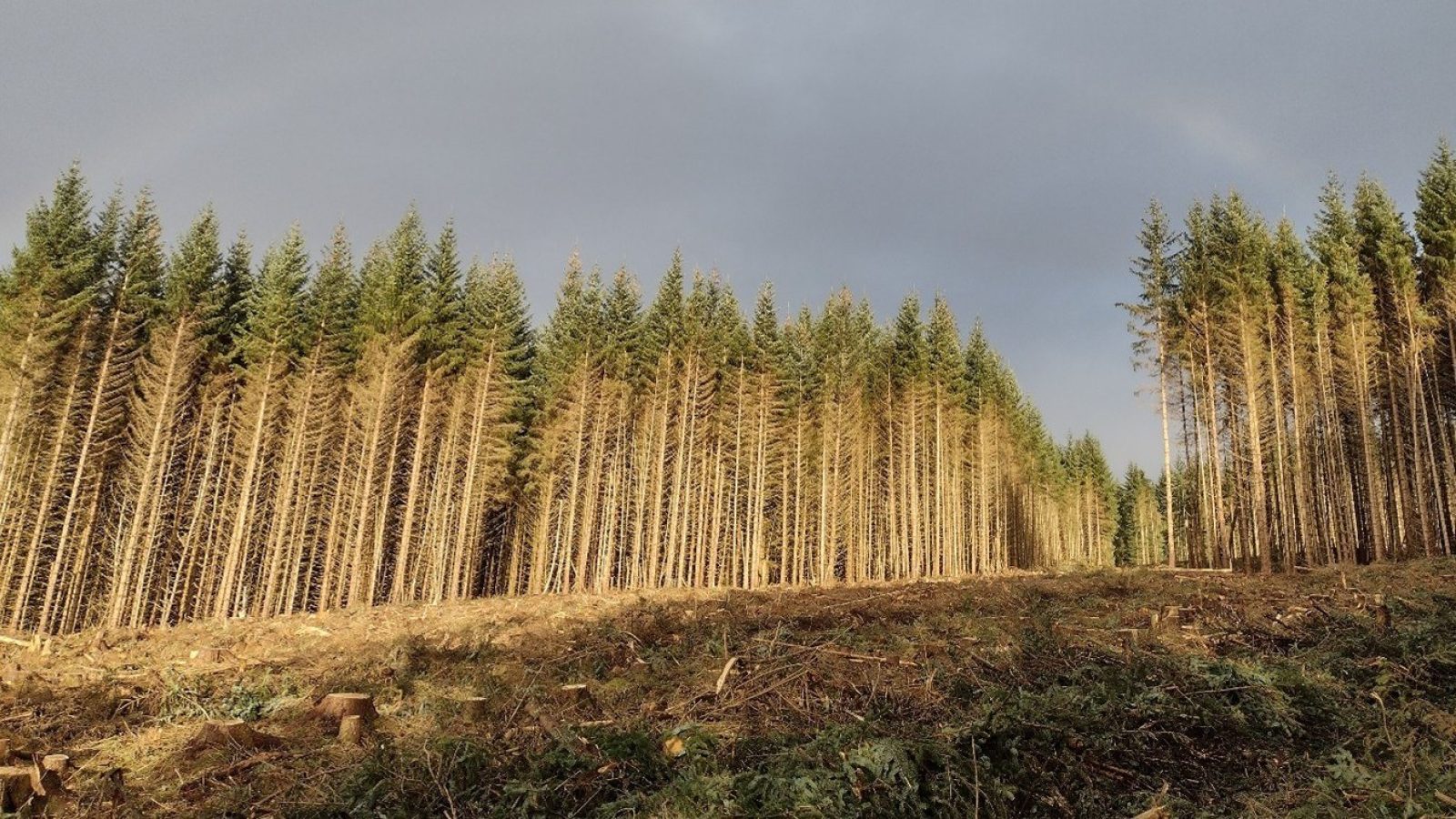Diversification of UK’s Sitka spruce forests would provide biodiversity benefits, new paper shows