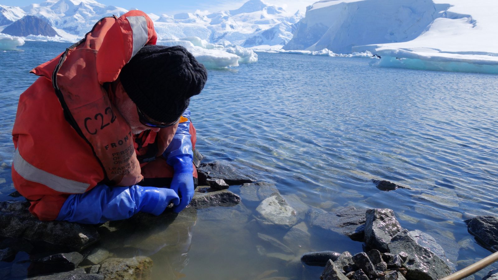 Marine giants and sea monsters under the microscope in Art Gallery talks by eminent scientists