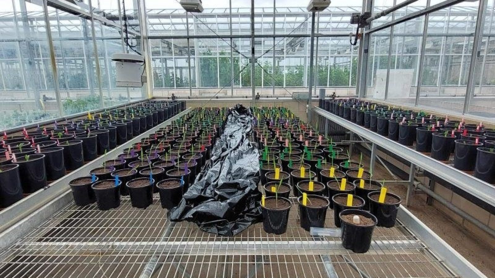 Innovative kelp extracts boost barley yield in nutrient efficiency trials