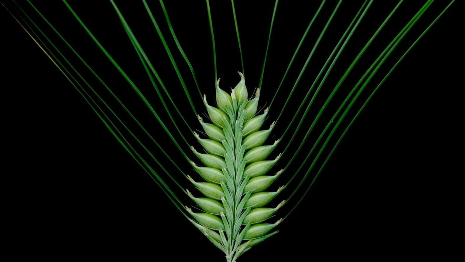 UK schools to explore DNA with new barley genetics project
