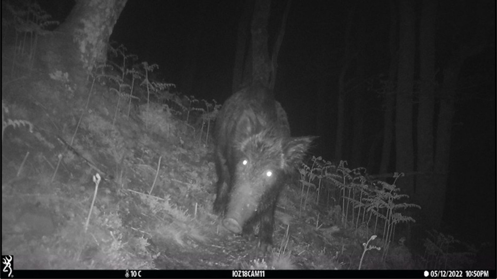 Scottish wild boar numbers to rise signifcantly over the next 50 years, new model predicts