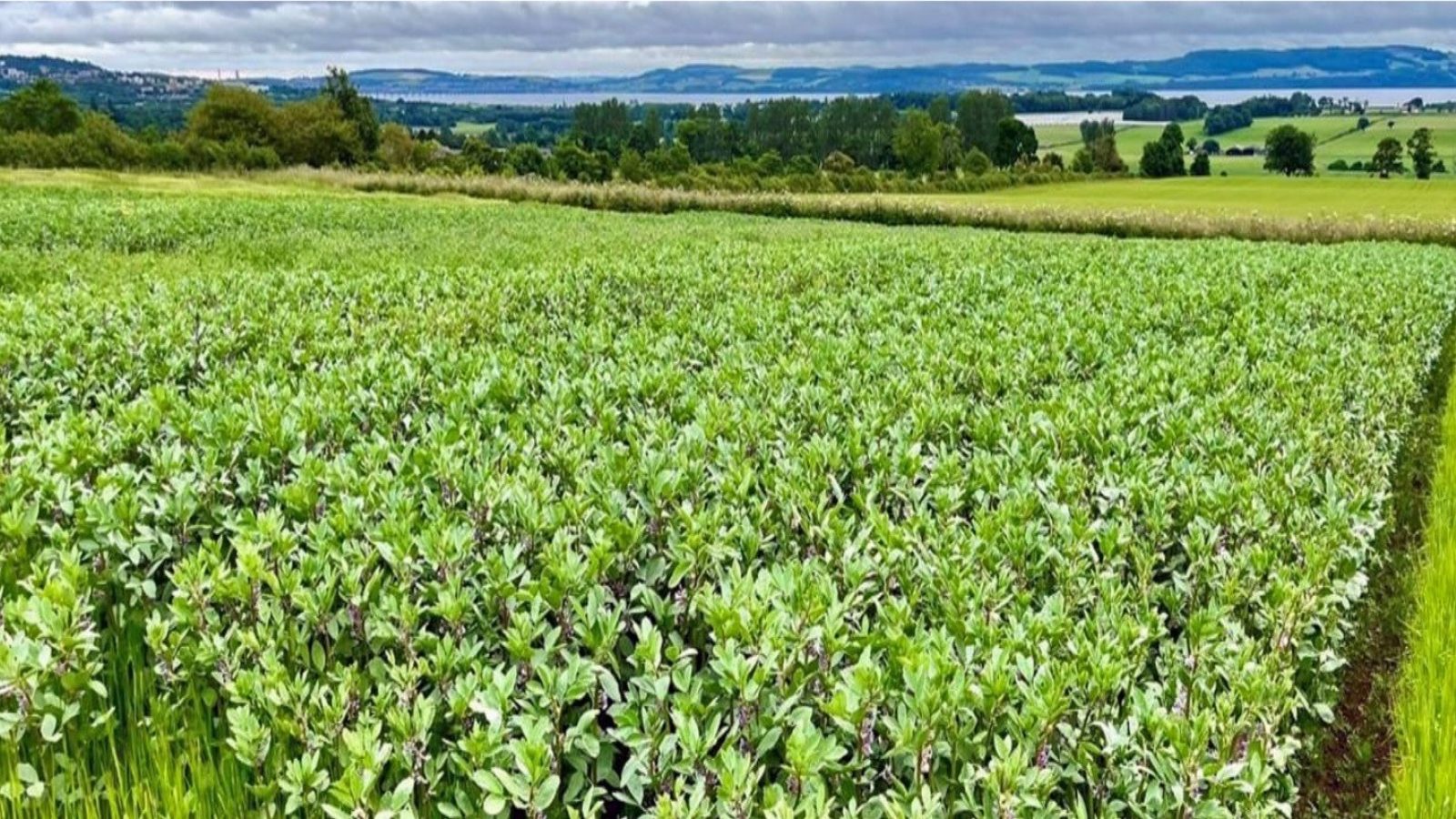 More beans, please: UK gathering to advance legumes for food and environmental security