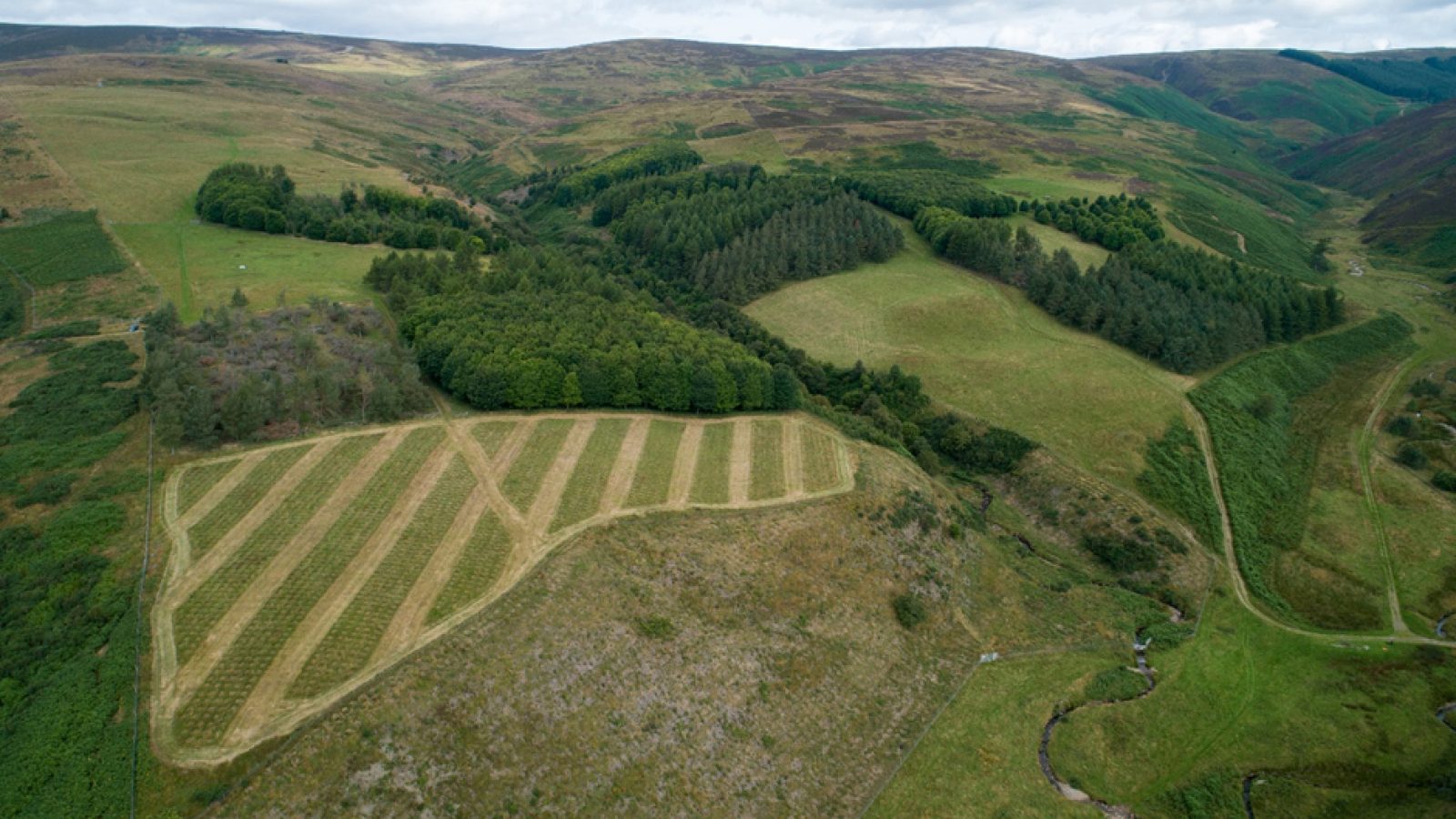 New study shows that extensive tree planting would be necessary to achieve net-zero carbon emissions in Scotland’s livestock sector by 2050