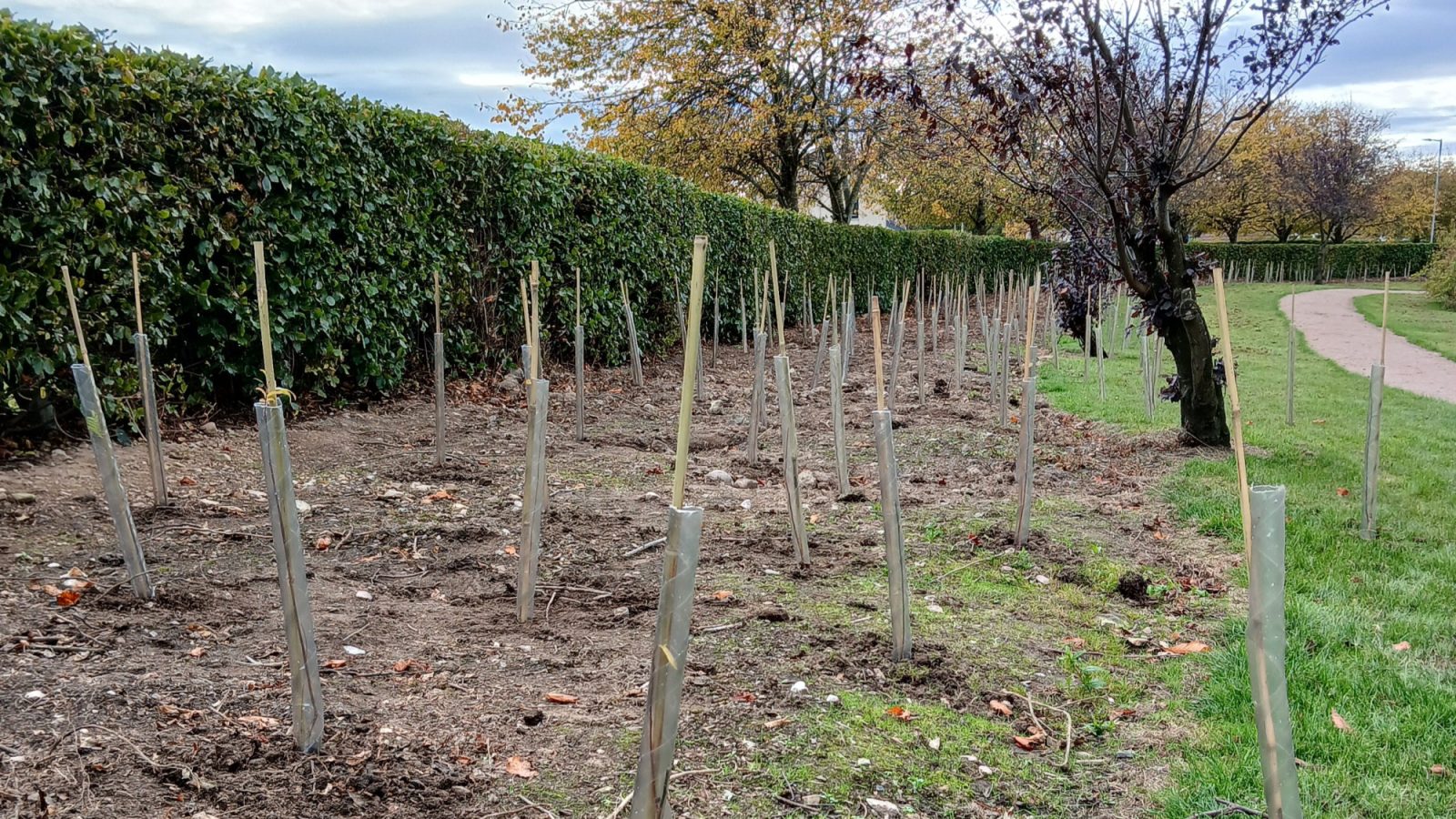 Local community improves the biodiversity of Stonehaven’s Farrochie Park
